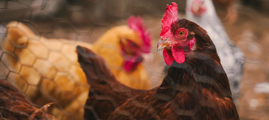 Safety First: The Significance of Hardware Cloth in Chicken Coops